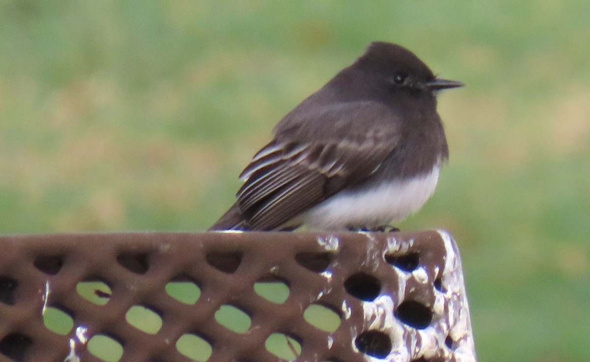 Black Phoebe - ML646983275