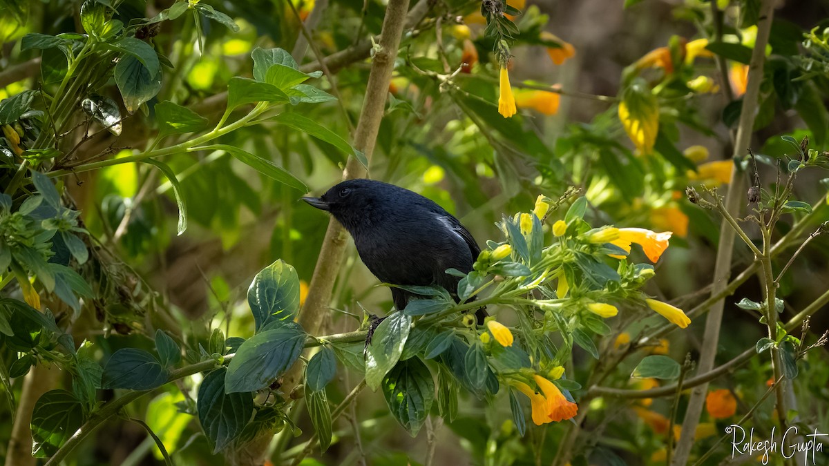 White-sided Flowerpiercer - ML646983276