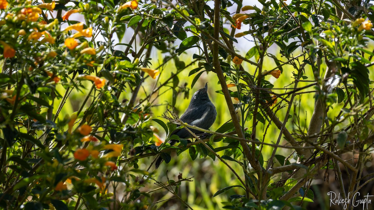White-sided Flowerpiercer - ML646983277