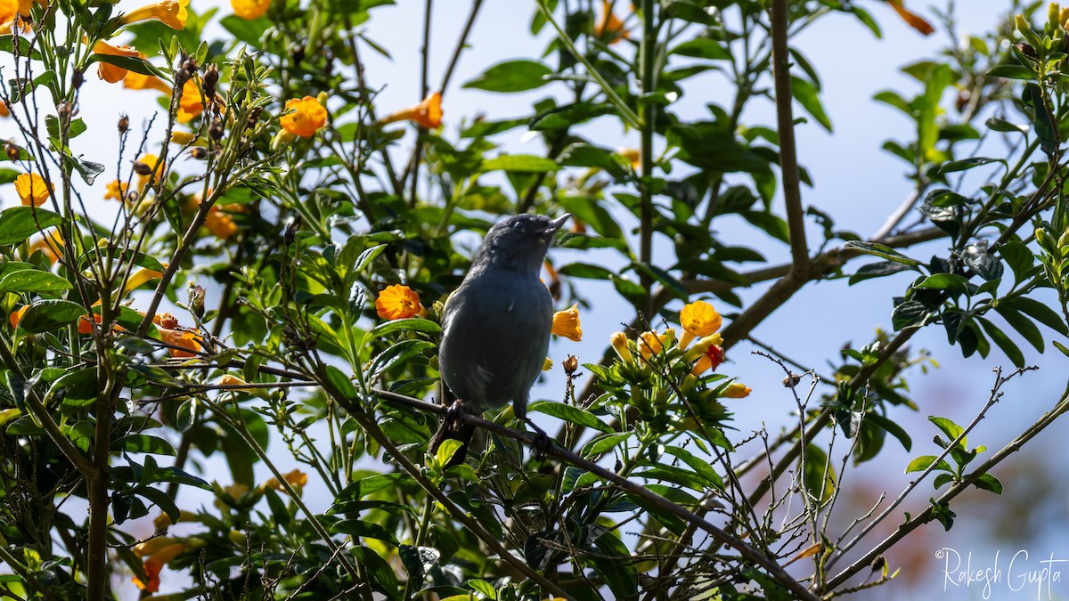 White-sided Flowerpiercer - ML646983278