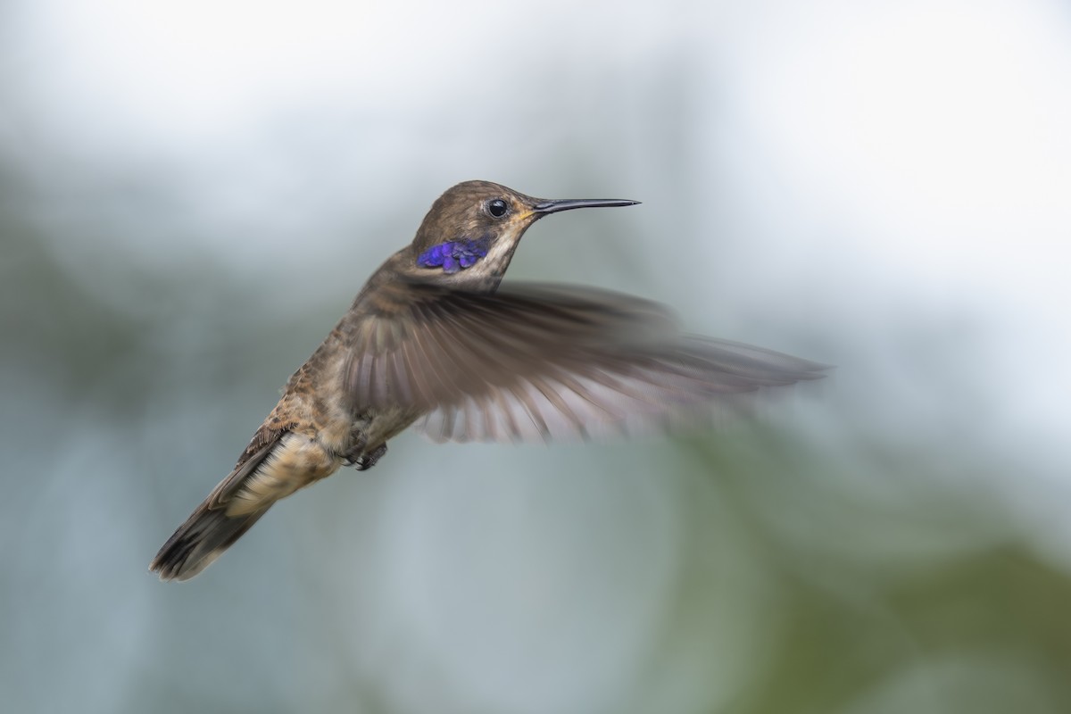 Brown Violetear - ML646983279