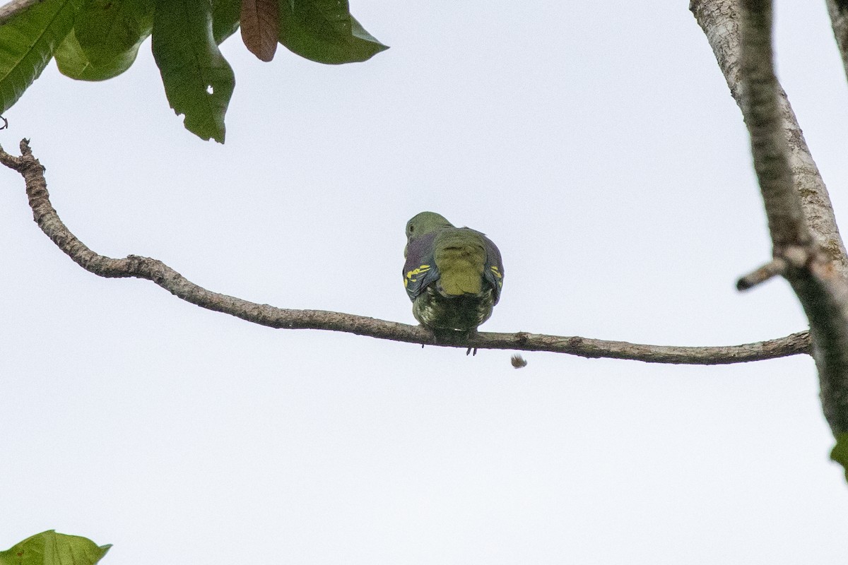 Вінаго індокитайський (підвид hypothapsinus/smicrus) - ML646983281