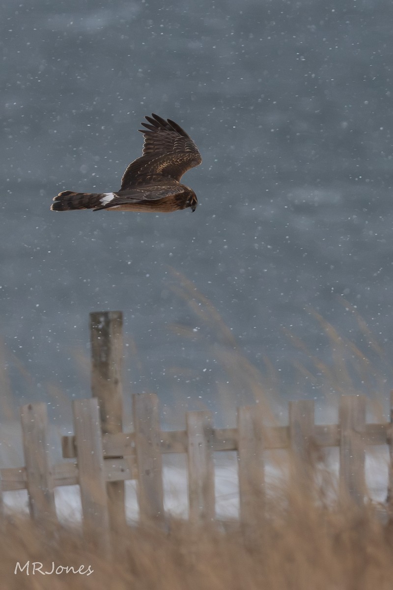 Northern Harrier - ML646983282