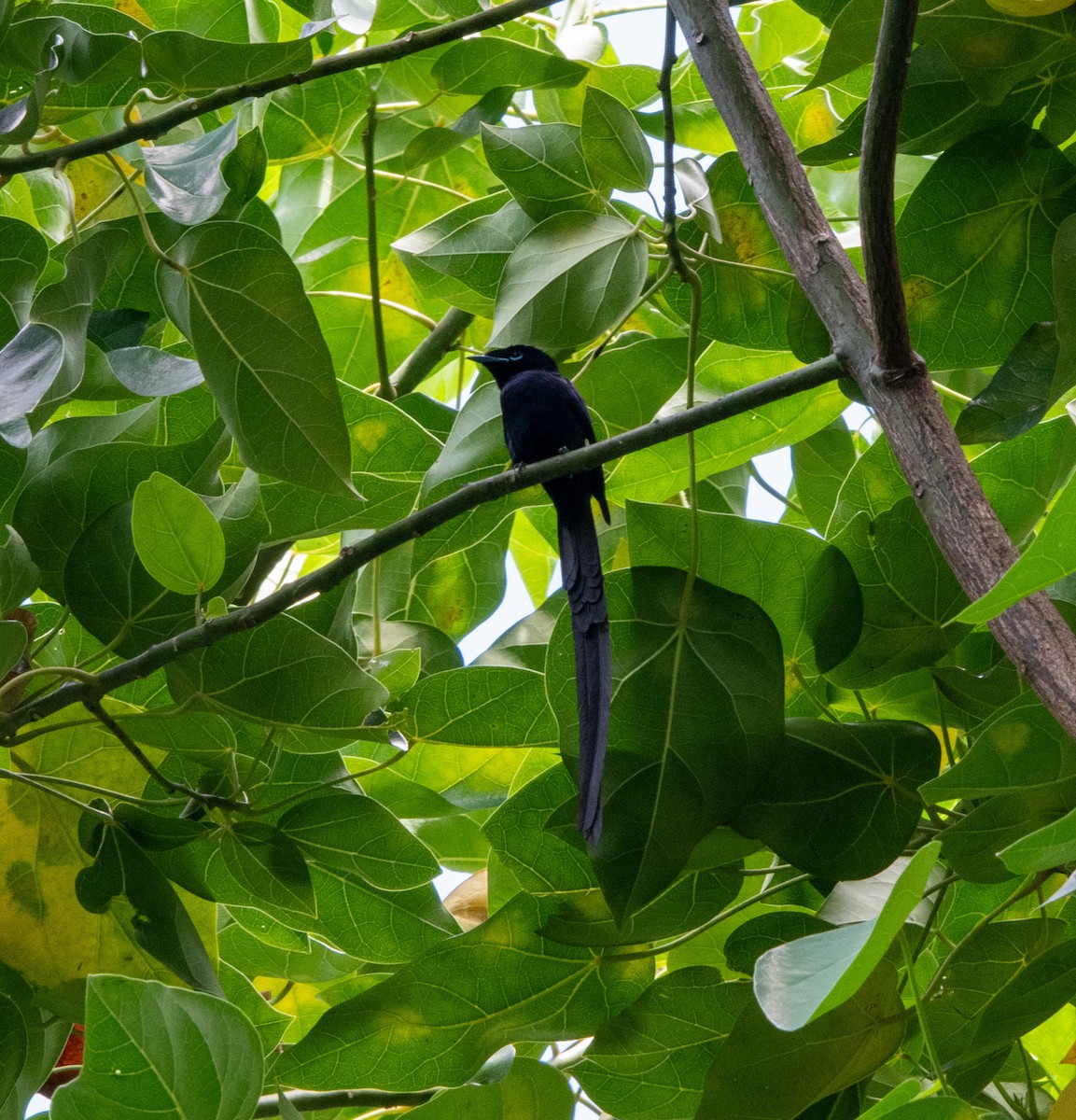 Seychelles Paradise-Flycatcher - ML646983284