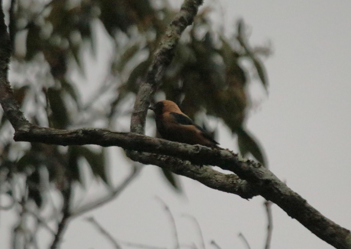 Tangara Isabel - ML646983290