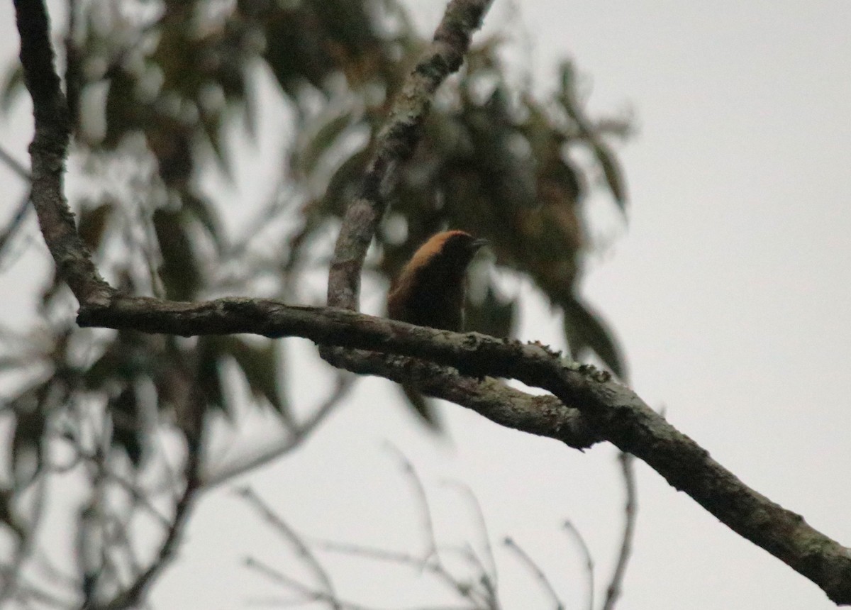 Tangara Isabel - ML646983291