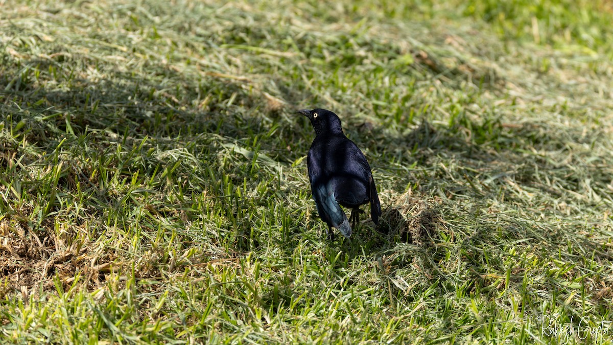 Carib Grackle - ML646983293