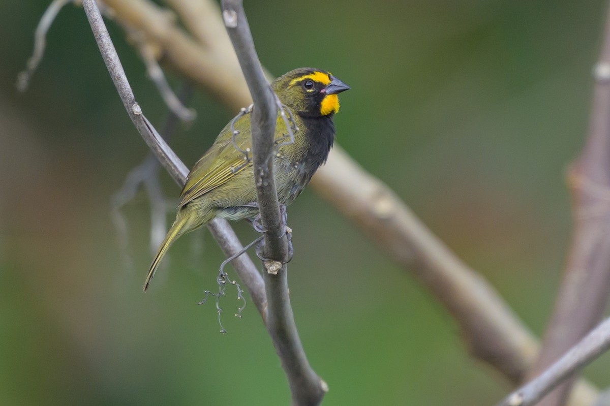 Yellow-faced Grassquit - ML646983294
