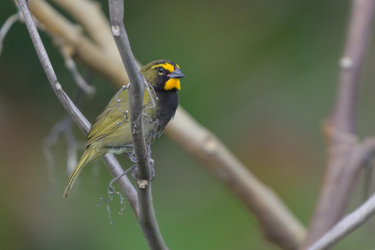 Yellow-faced Grassquit - ML646983295