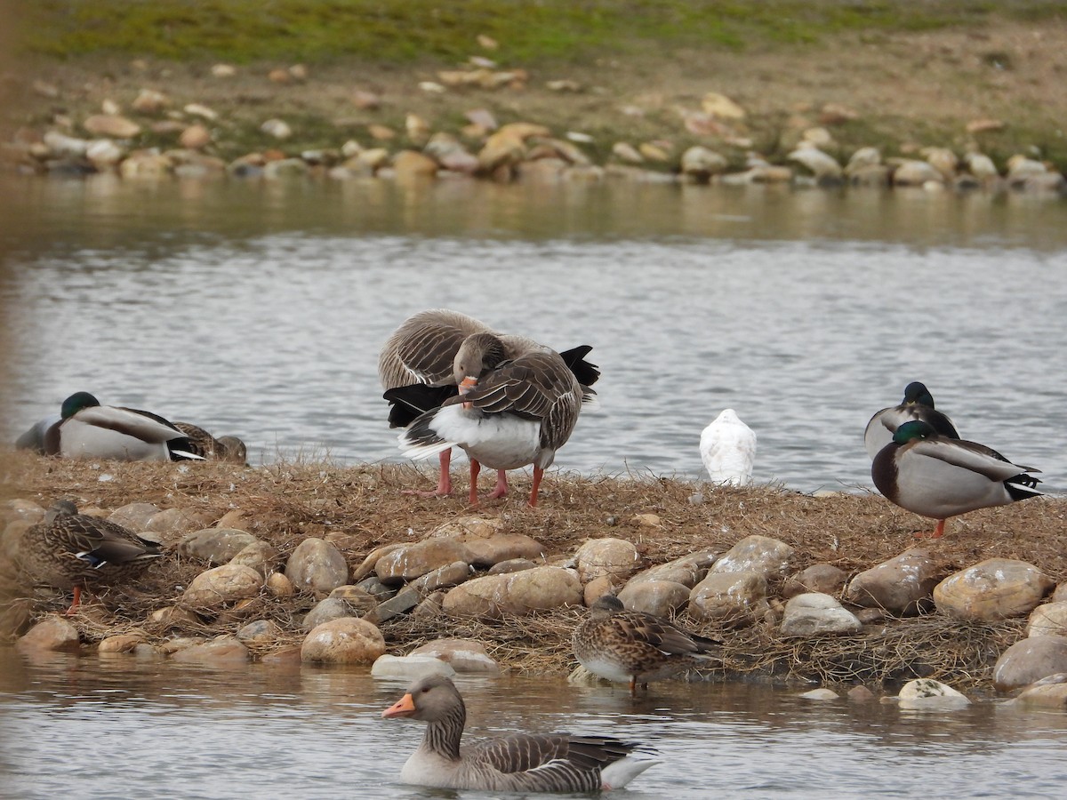 Серый гусь - ML646983296
