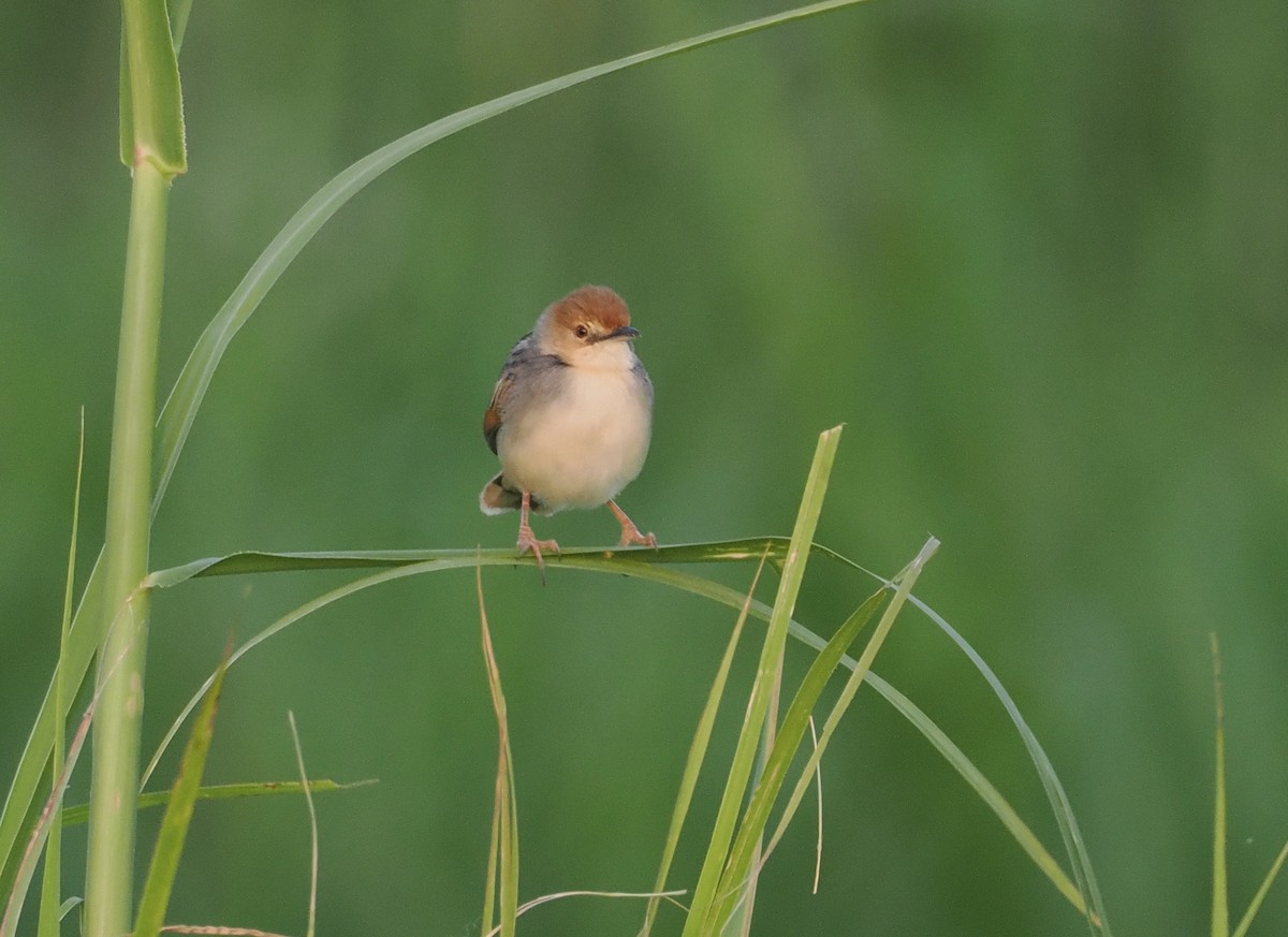 Cistícola del Nilo - ML646983298