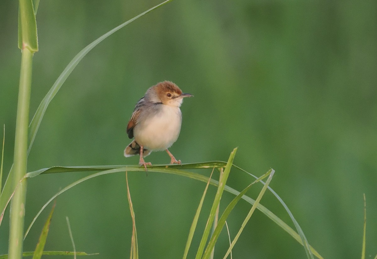Cistícola del Nilo - ML646983299