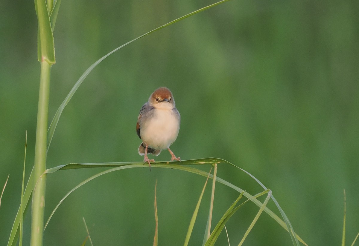 Cistícola del Nilo - ML646983300