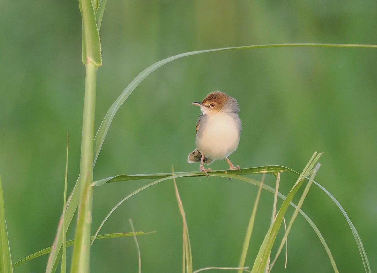 Cistícola del Nilo - ML646983301