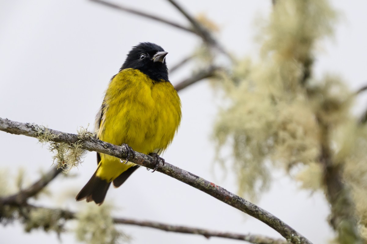 Yellow-bellied Siskin - ML646983306