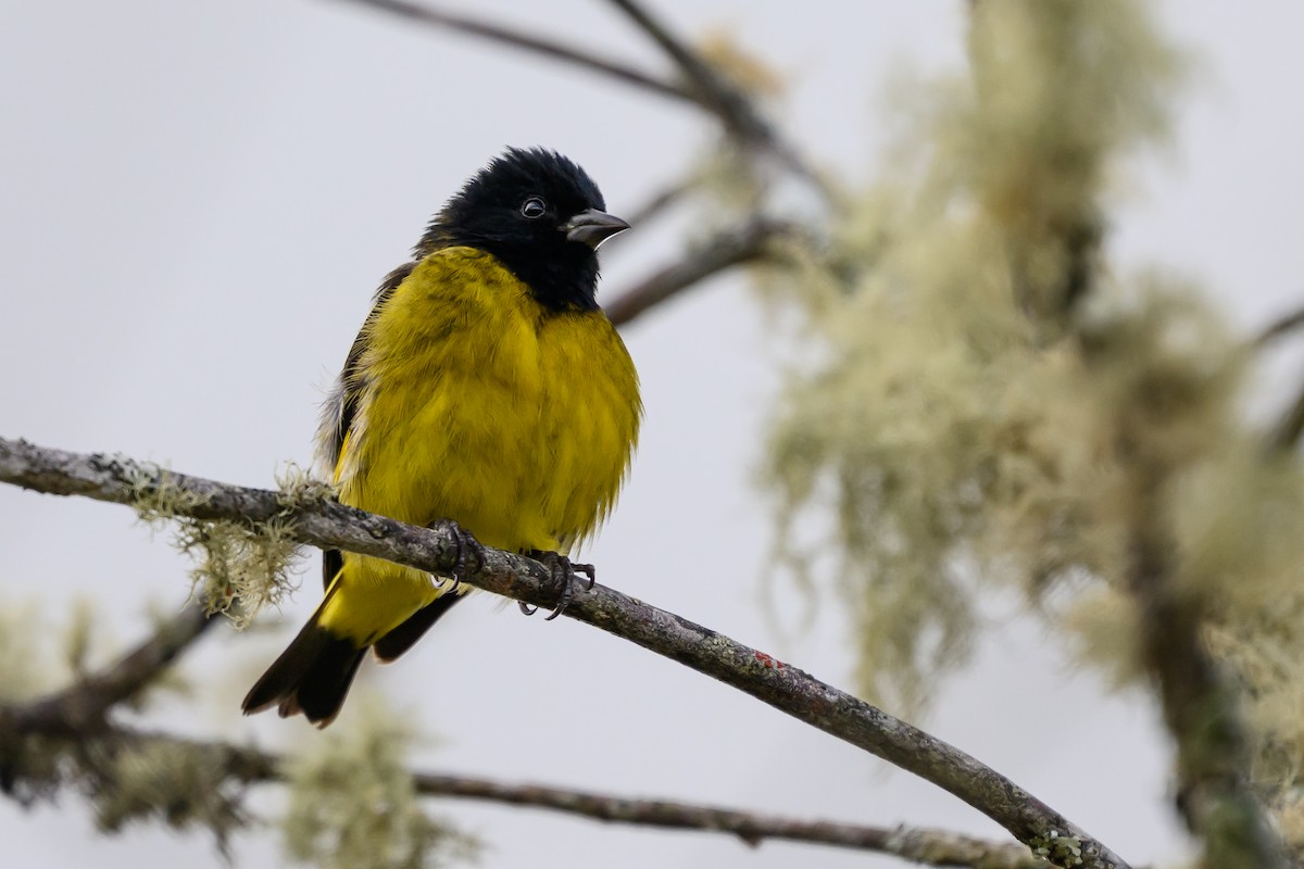 Yellow-bellied Siskin - ML646983308