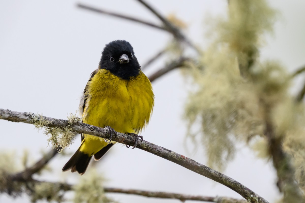 Yellow-bellied Siskin - ML646983309