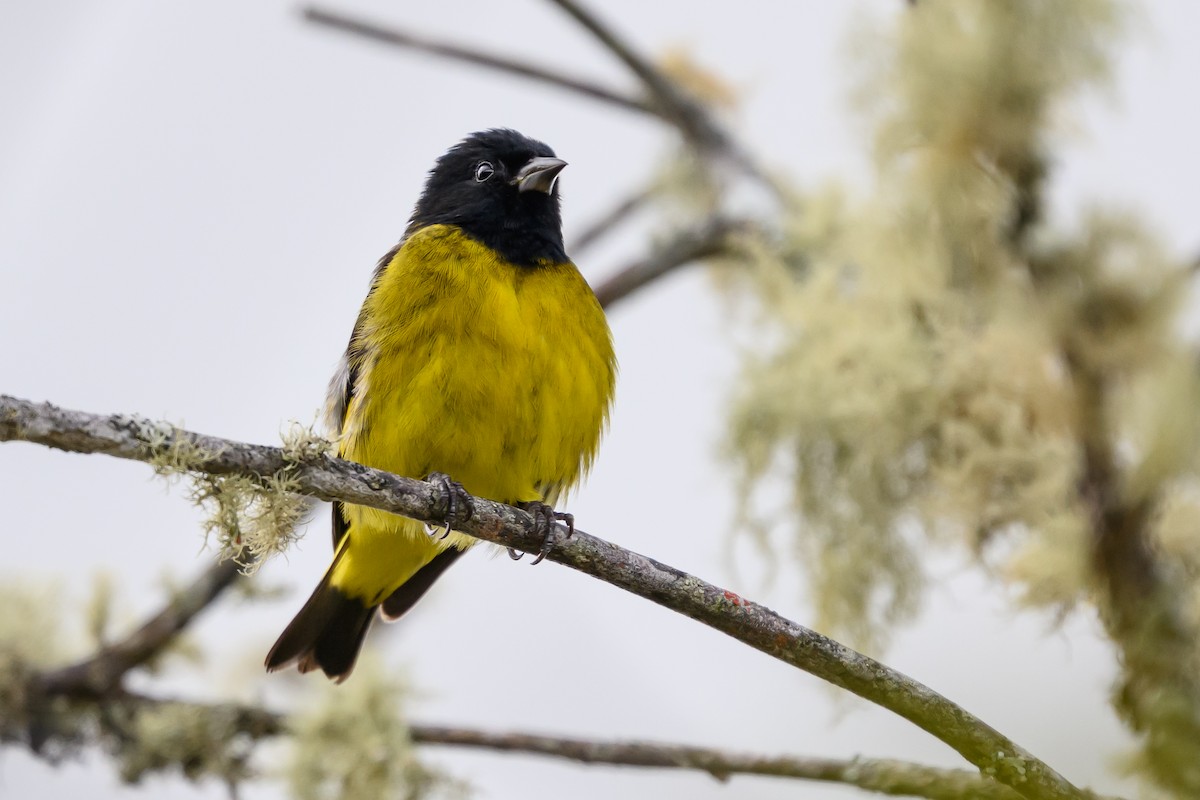 Yellow-bellied Siskin - ML646983310