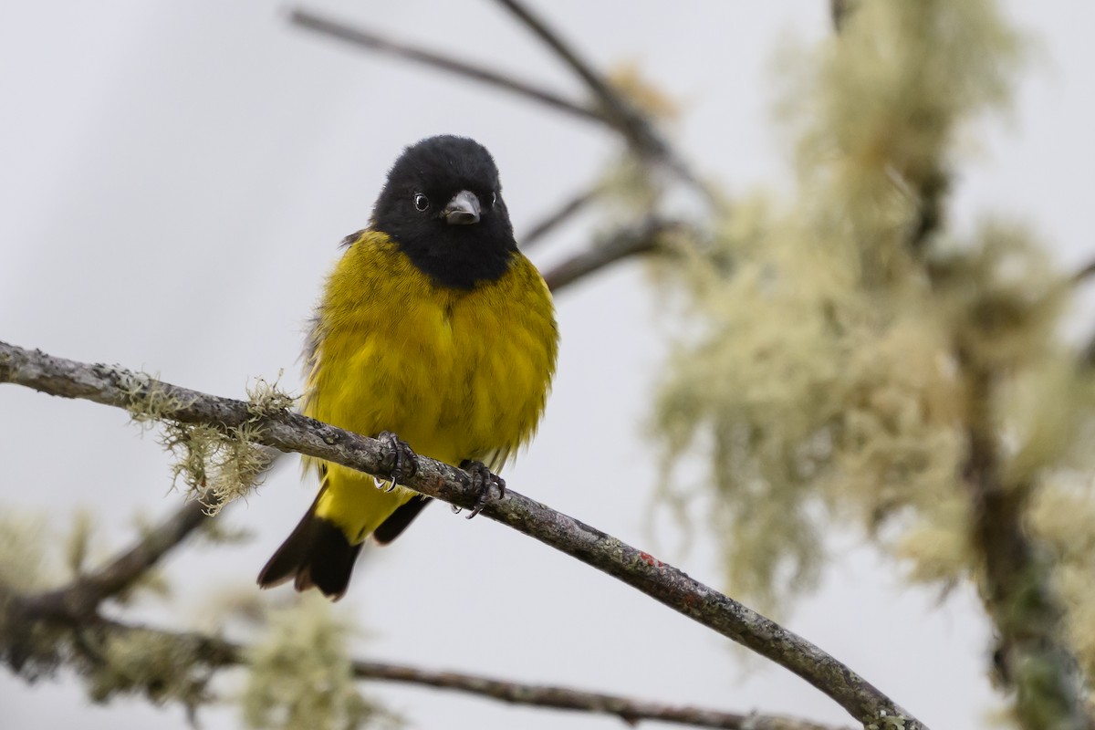 Yellow-bellied Siskin - ML646983311