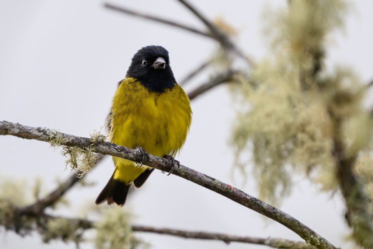 Yellow-bellied Siskin - ML646983312