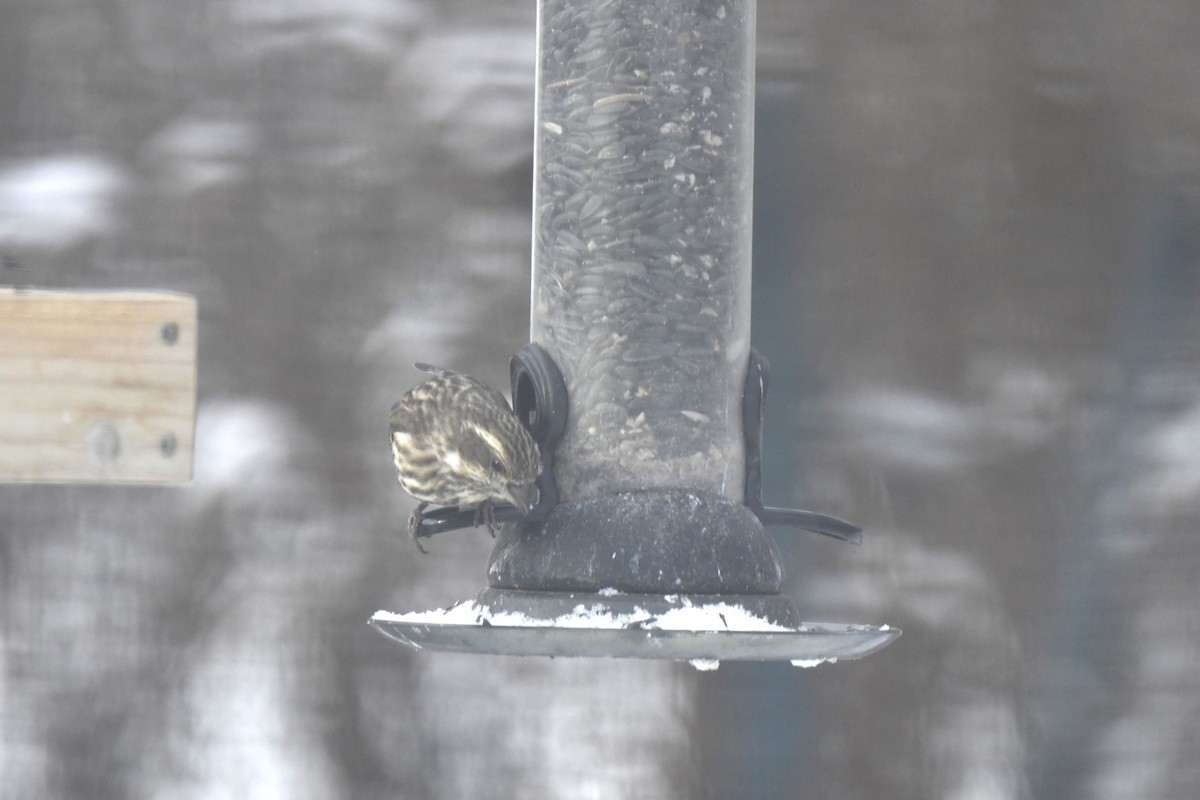 Purple Finch - ML646983314