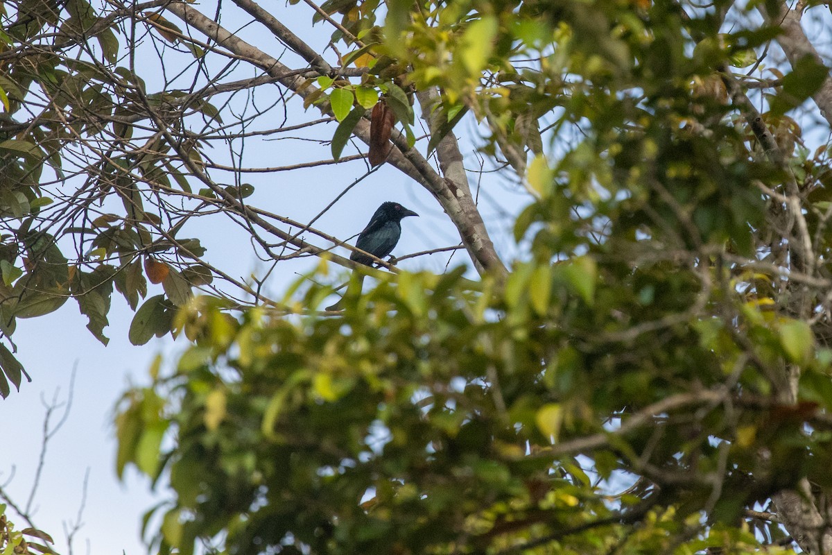 Hair-crested Drongo (Mentawai) - ML646983315