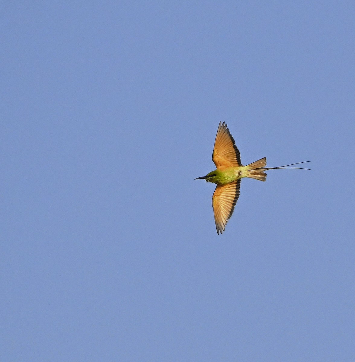 African Green Bee-eater - ML646983318