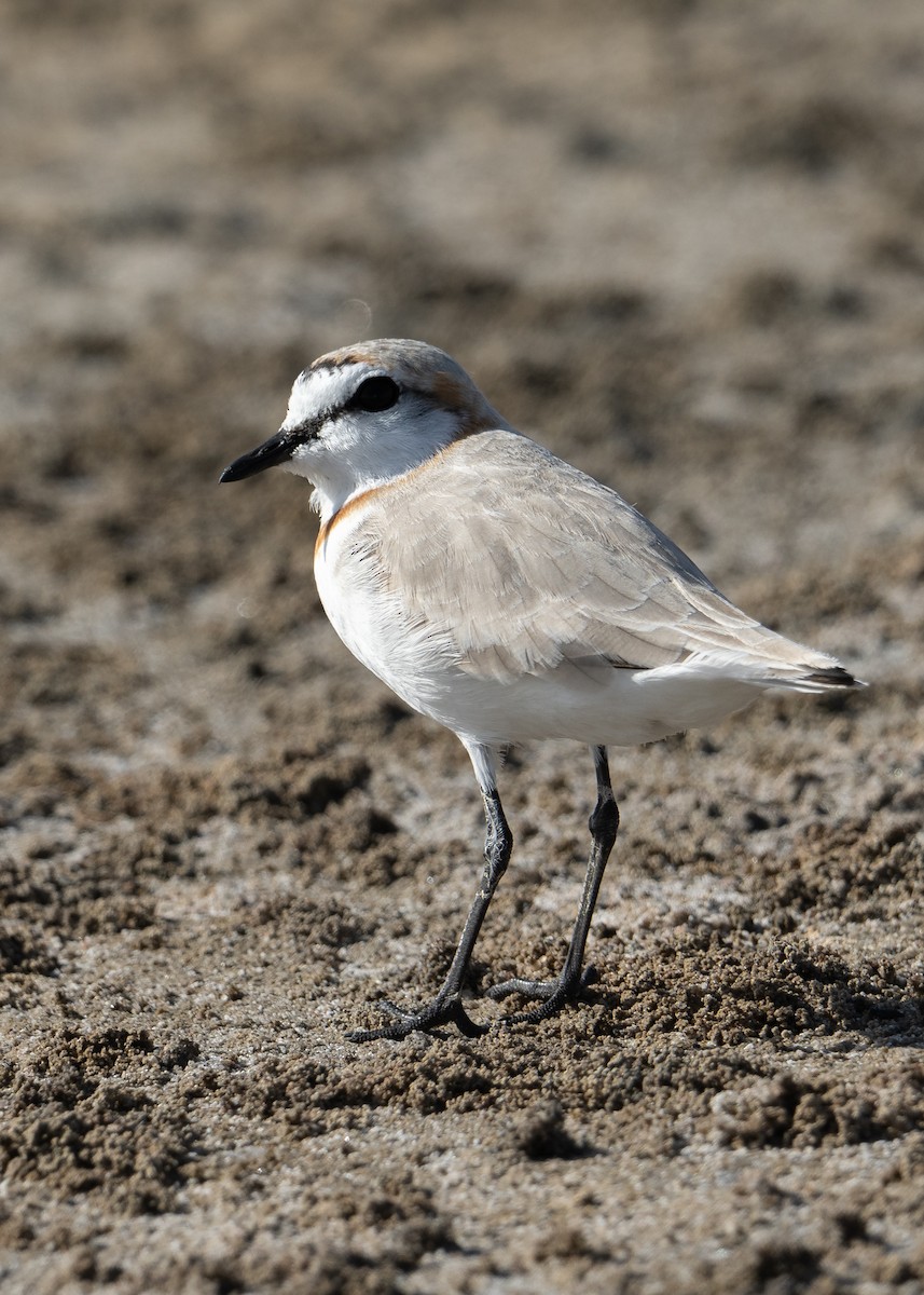 Chestnut-banded Plover - ML646983325