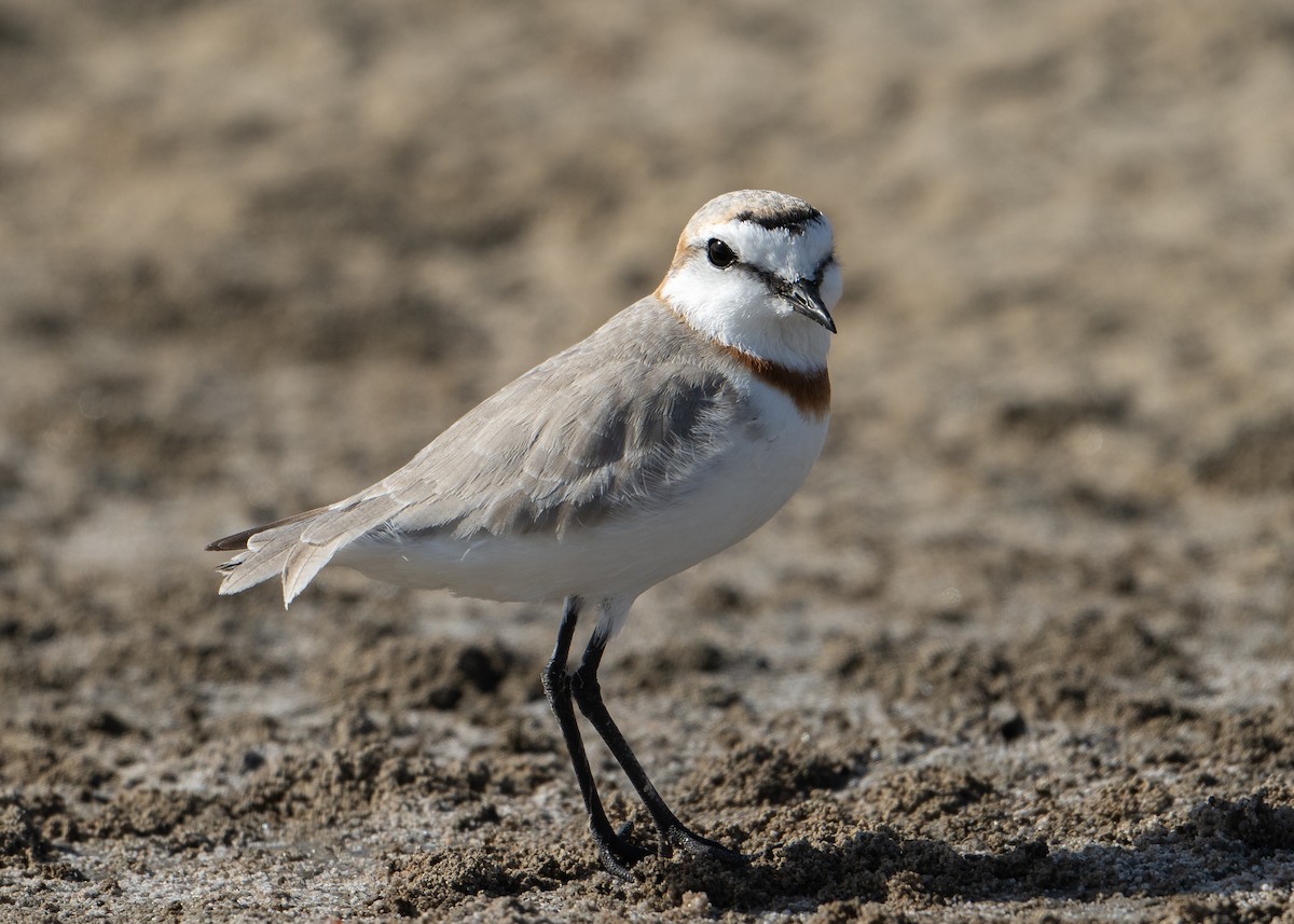 Chestnut-banded Plover - ML646983326