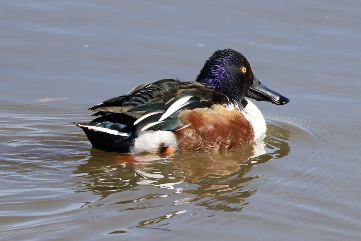 琵嘴鴨 - ML646983327