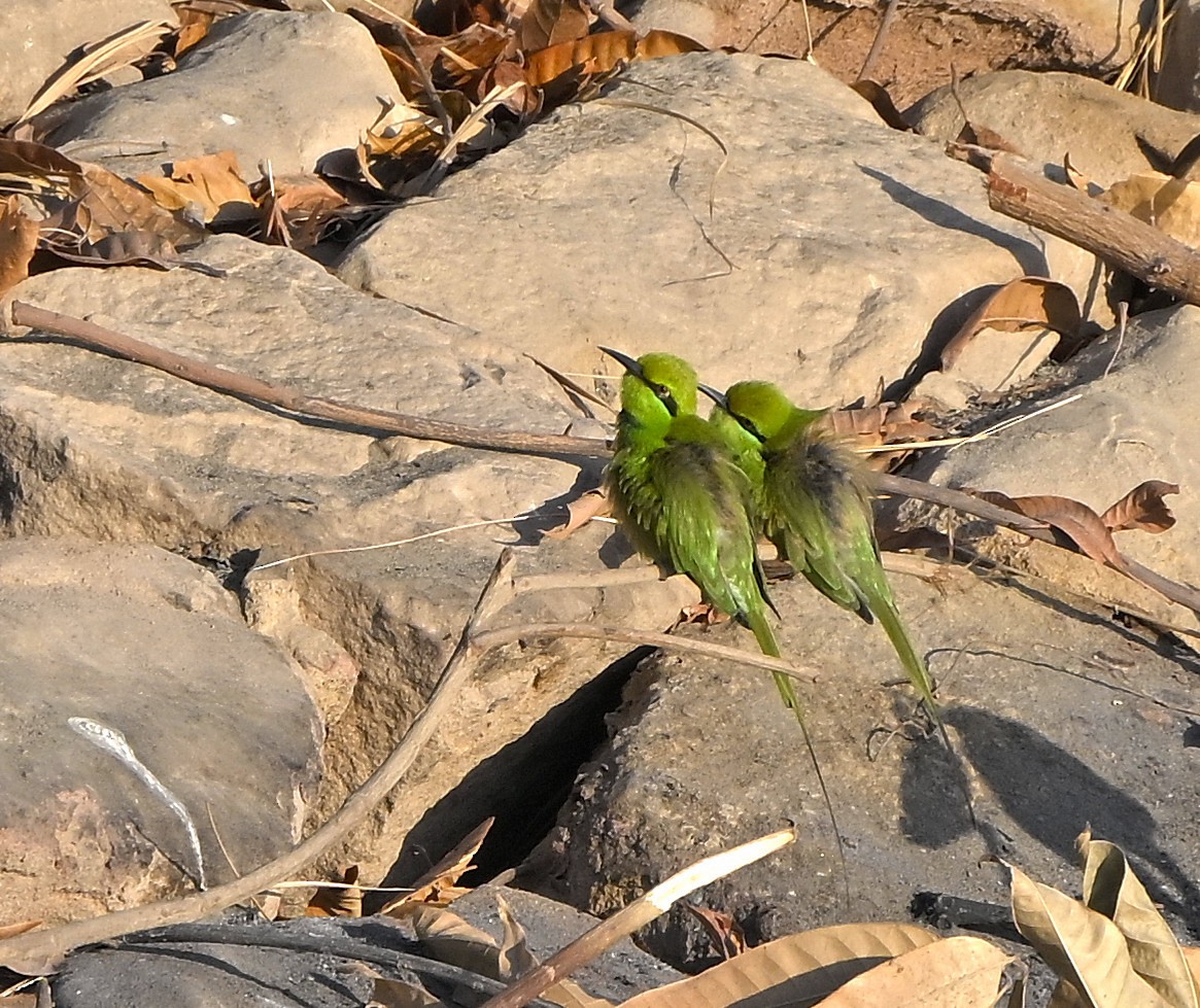 African Green Bee-eater - ML646983329