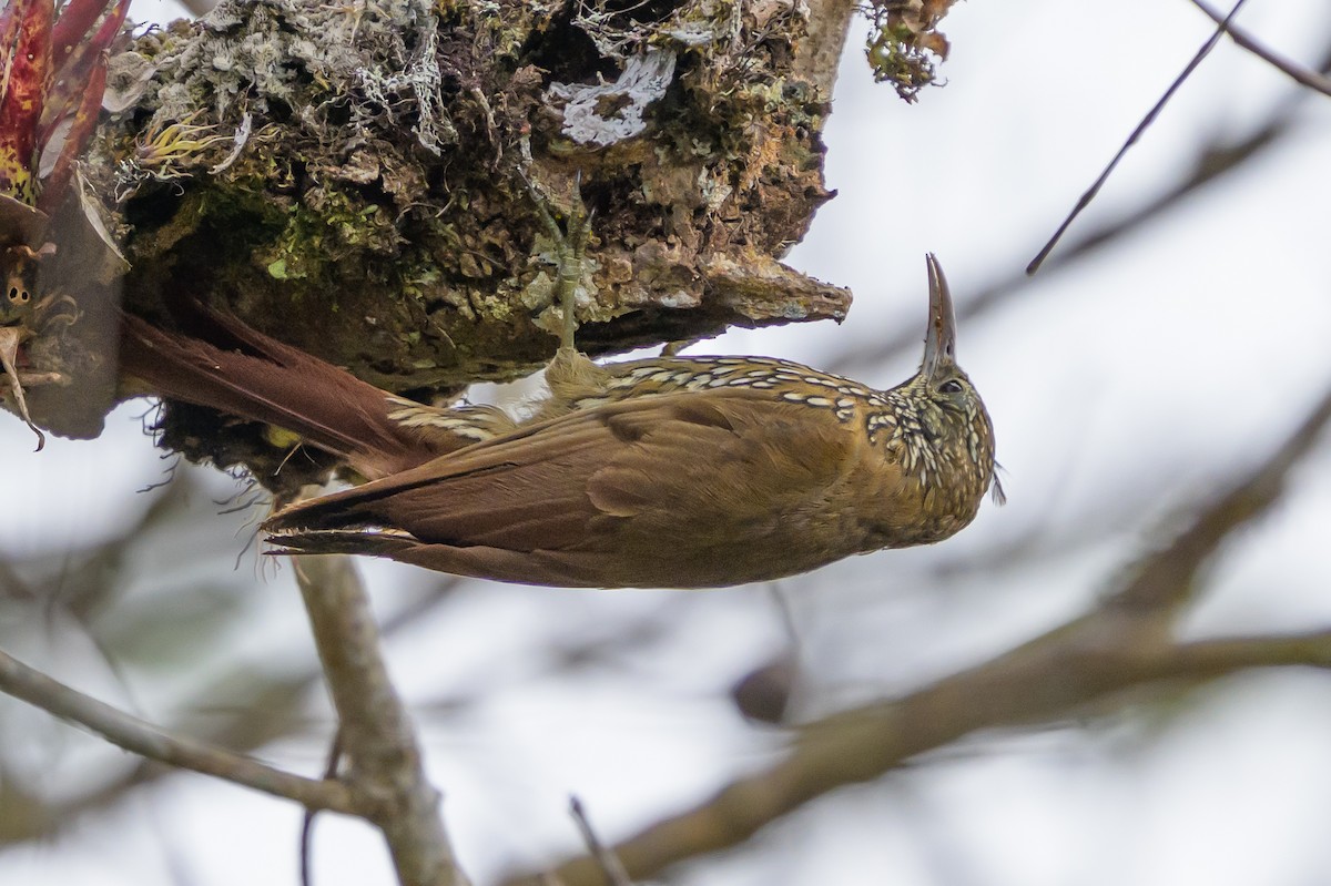 Dağ Tırmaşık - ML646983330