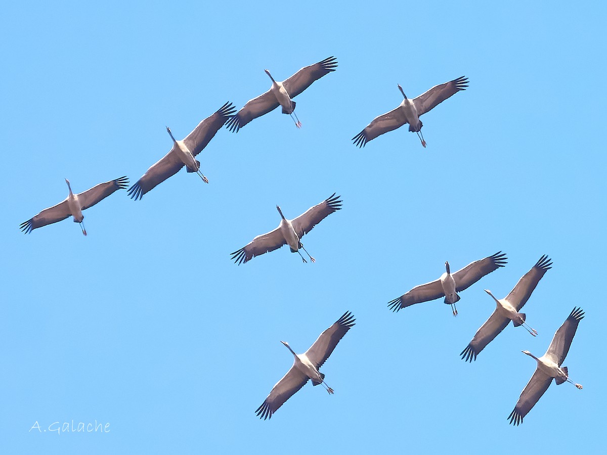 Common Crane - ML646983336