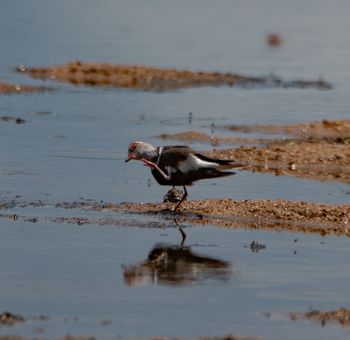 ミスジチドリ（tricollaris） - ML646983343