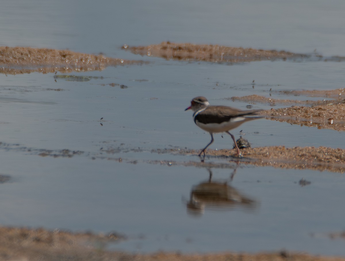 ミスジチドリ（tricollaris） - ML646983344