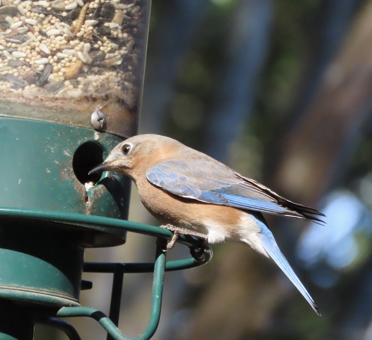 Eastern Bluebird - ML646983347