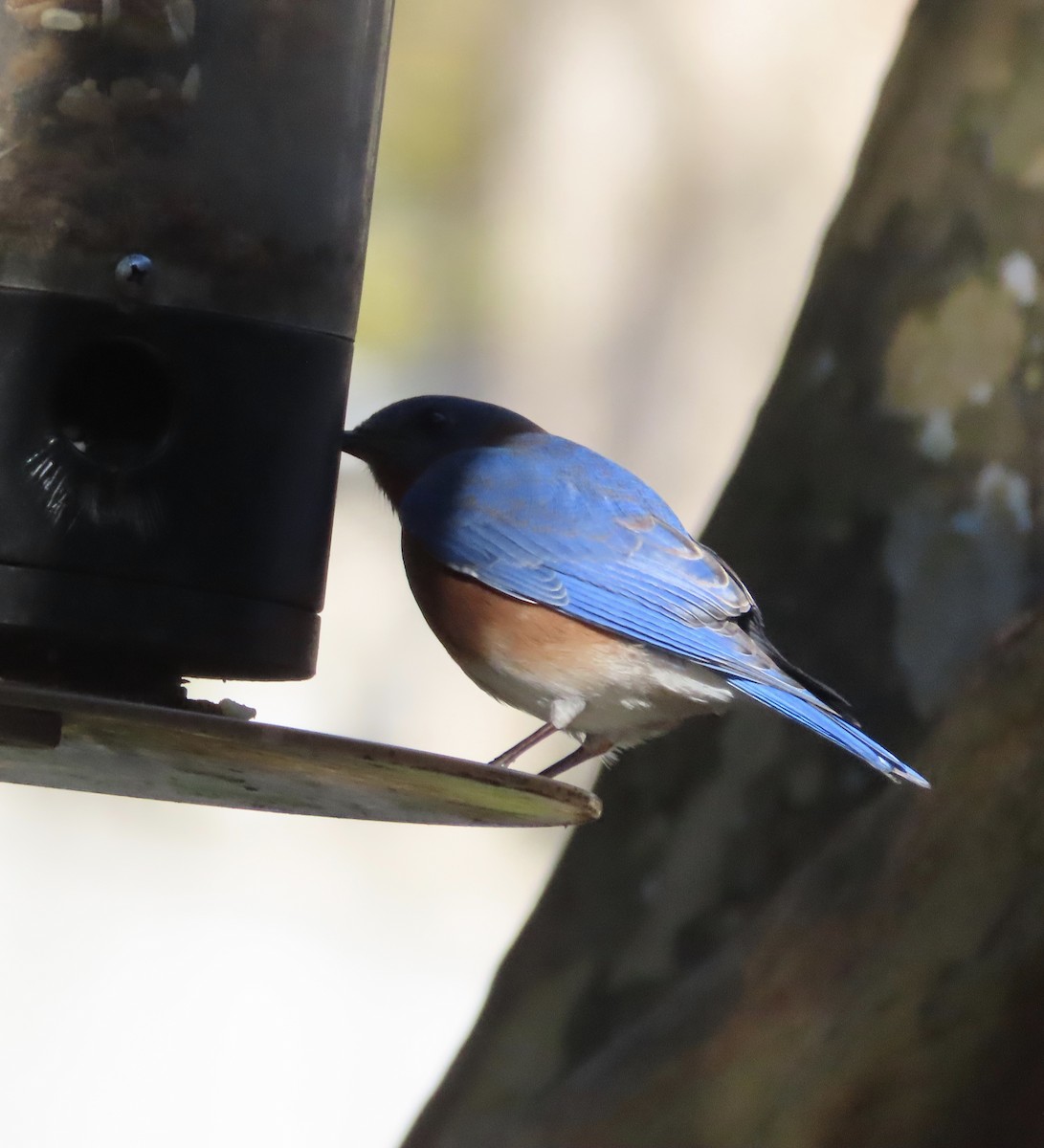 Eastern Bluebird - ML646983348