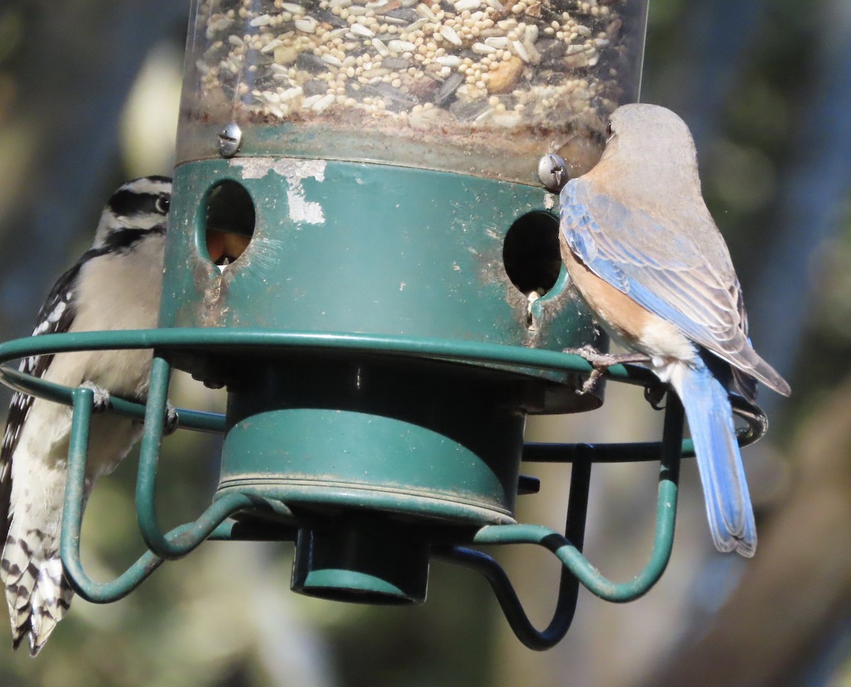 Eastern Bluebird - ML646983349