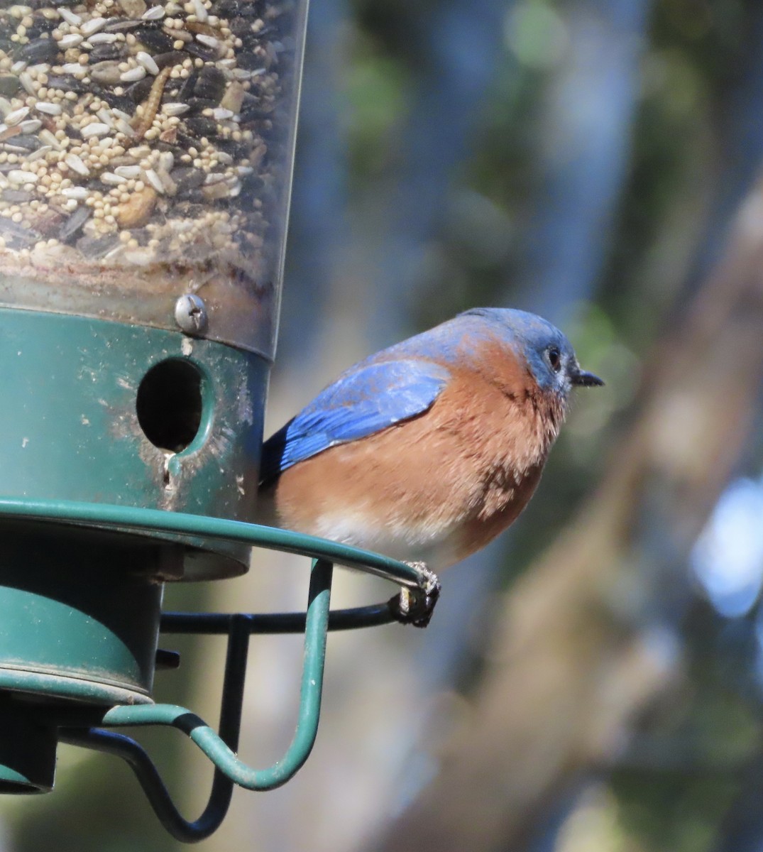 Eastern Bluebird - ML646983350