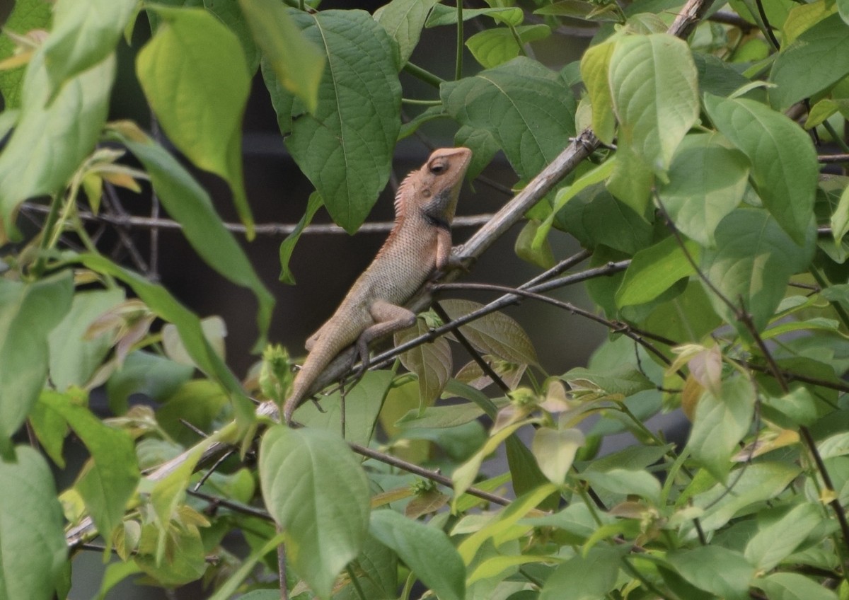קלוטס מסמיק - ML646983351