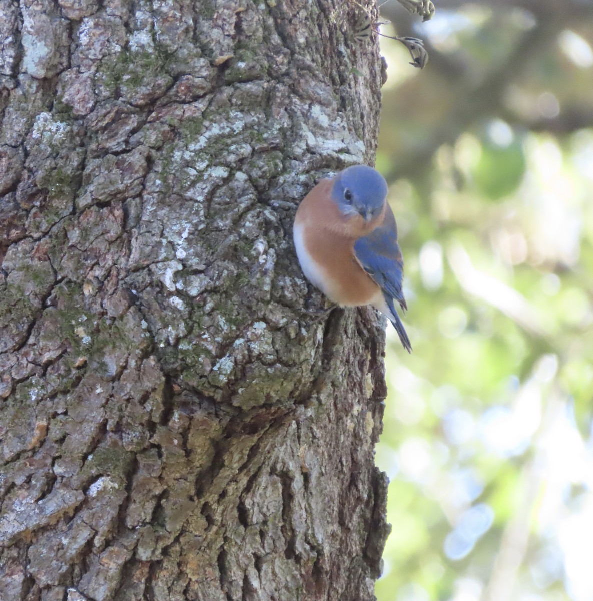 Eastern Bluebird - ML646983352