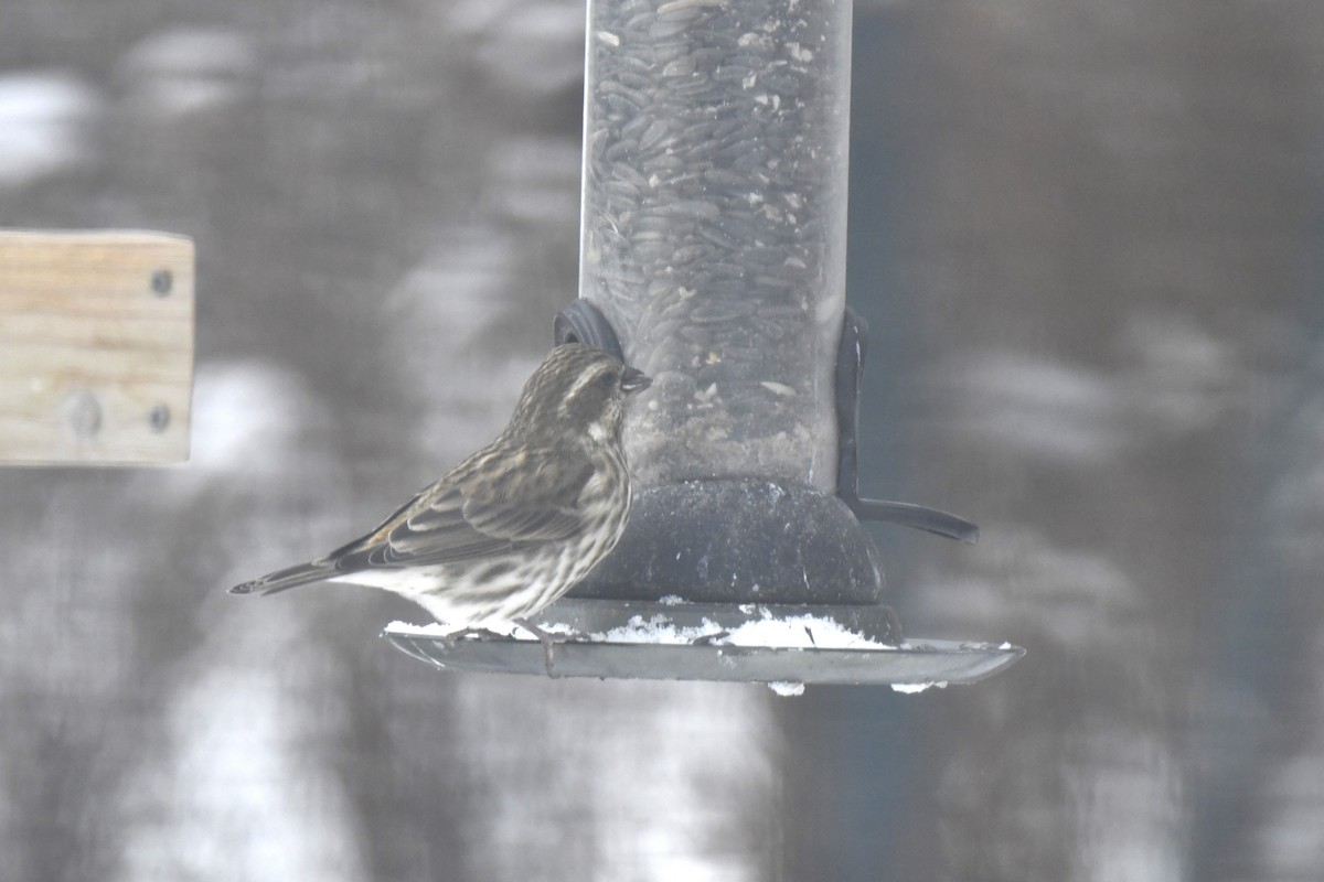 Purple Finch - ML646983357