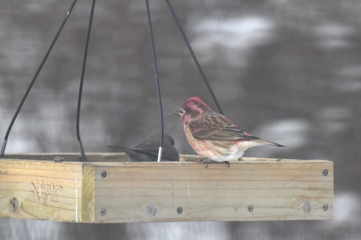 Purple Finch - ML646983372