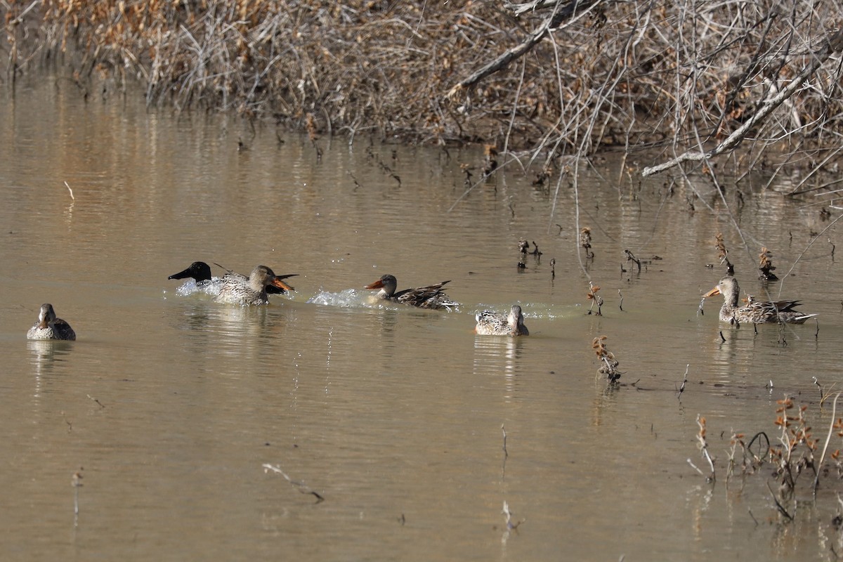 琵嘴鴨 - ML646983373