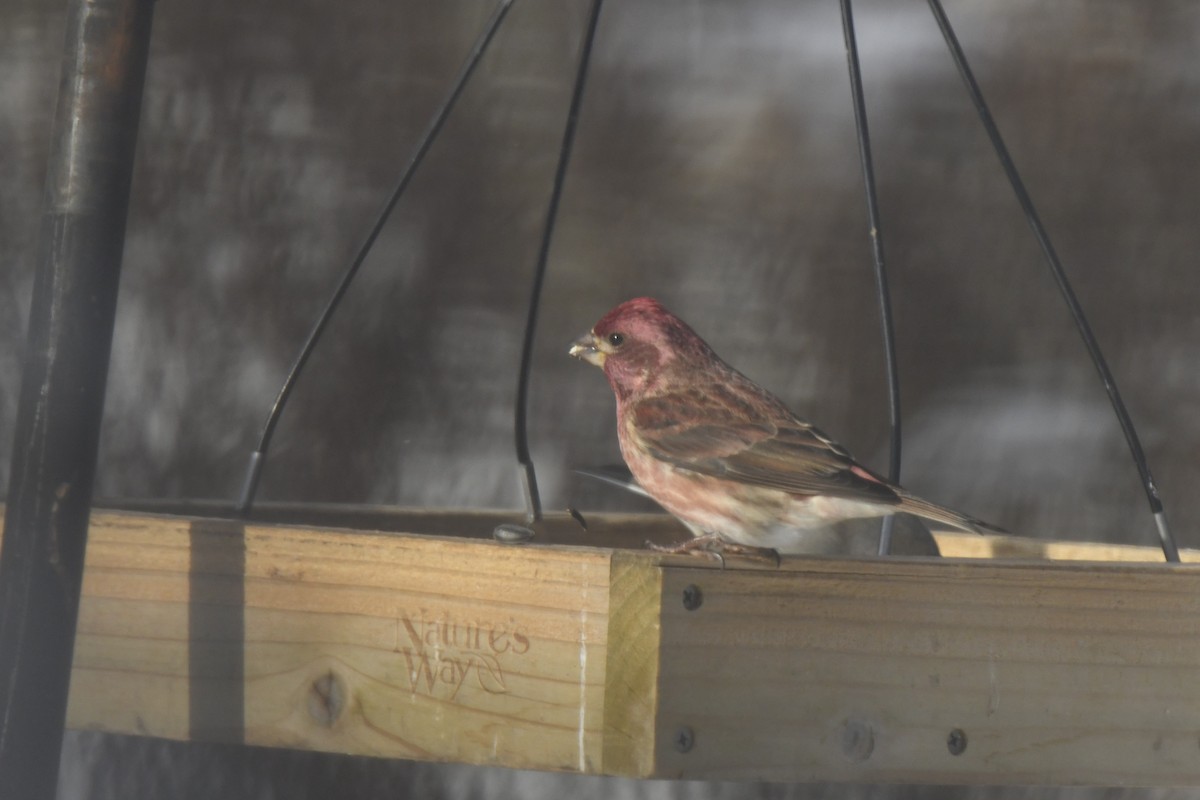 Purple Finch - ML646983375