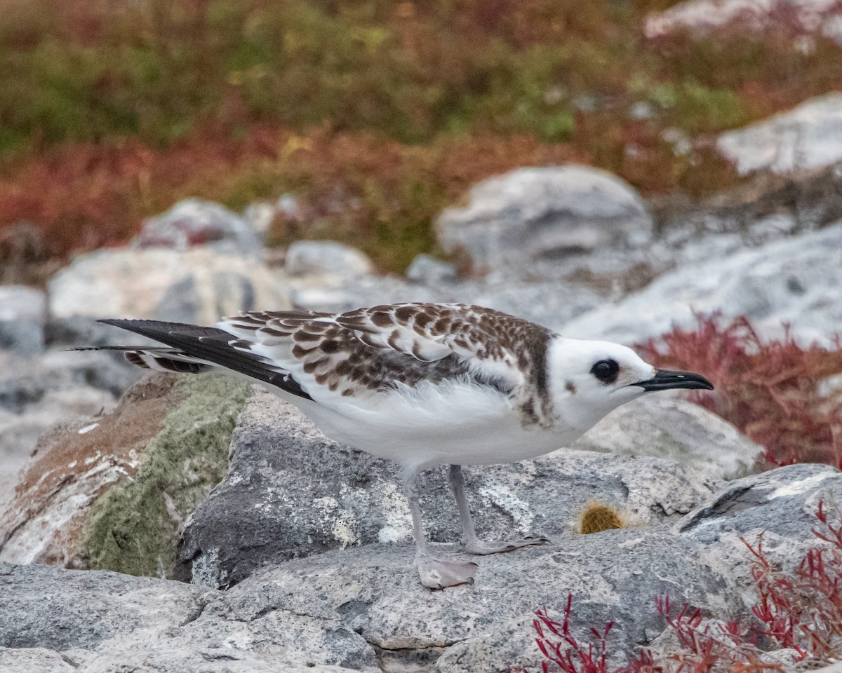 アカメカモメ - ML646983379