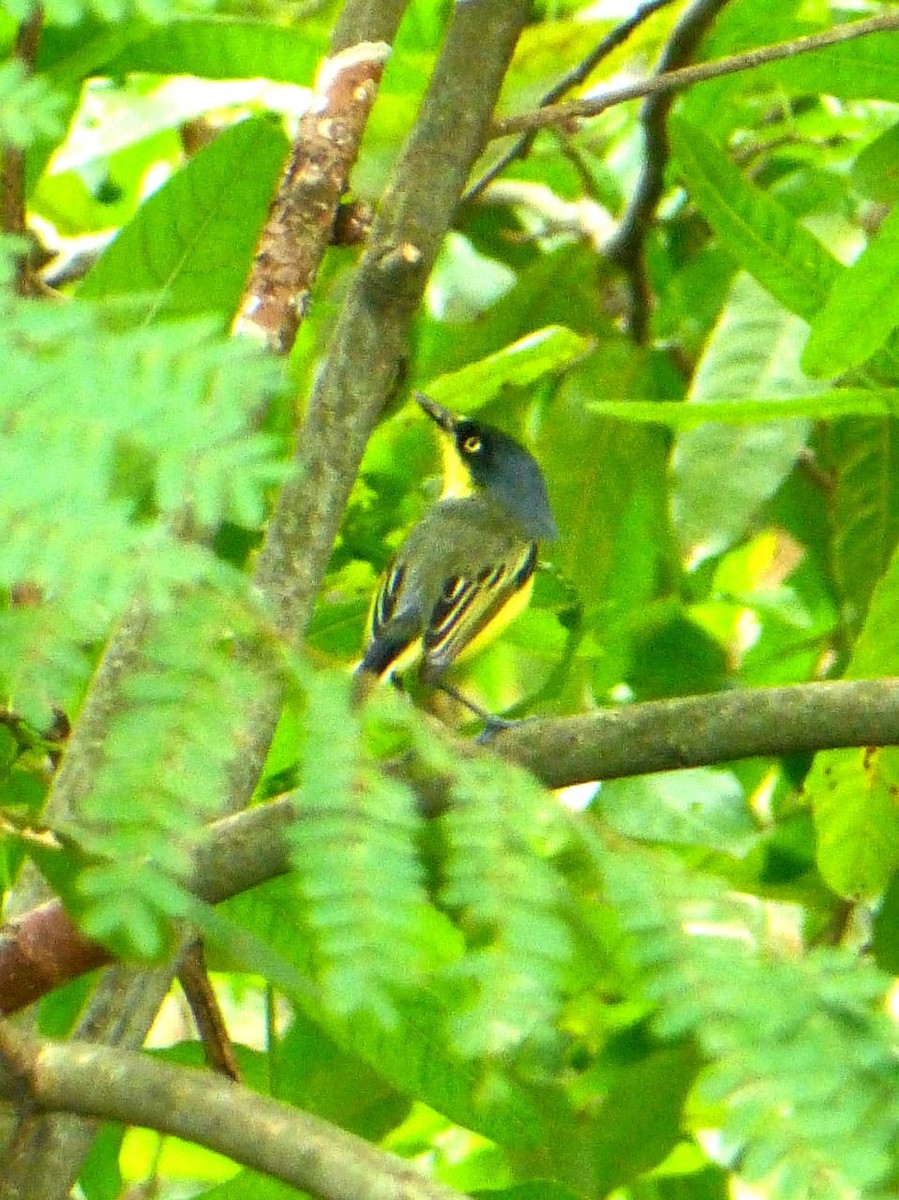 Common Tody-Flycatcher - ML646983387