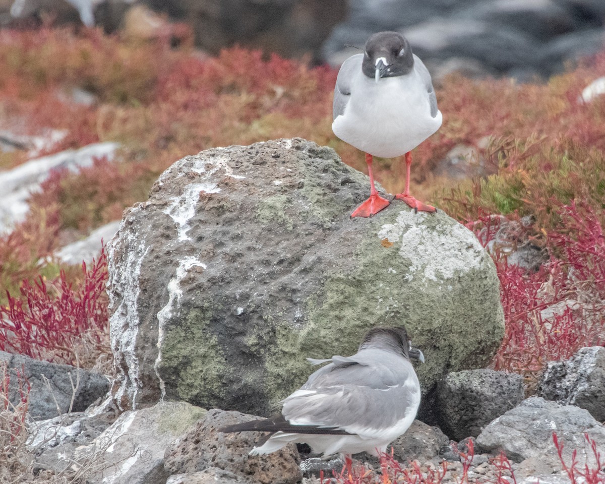 アカメカモメ - ML646983392