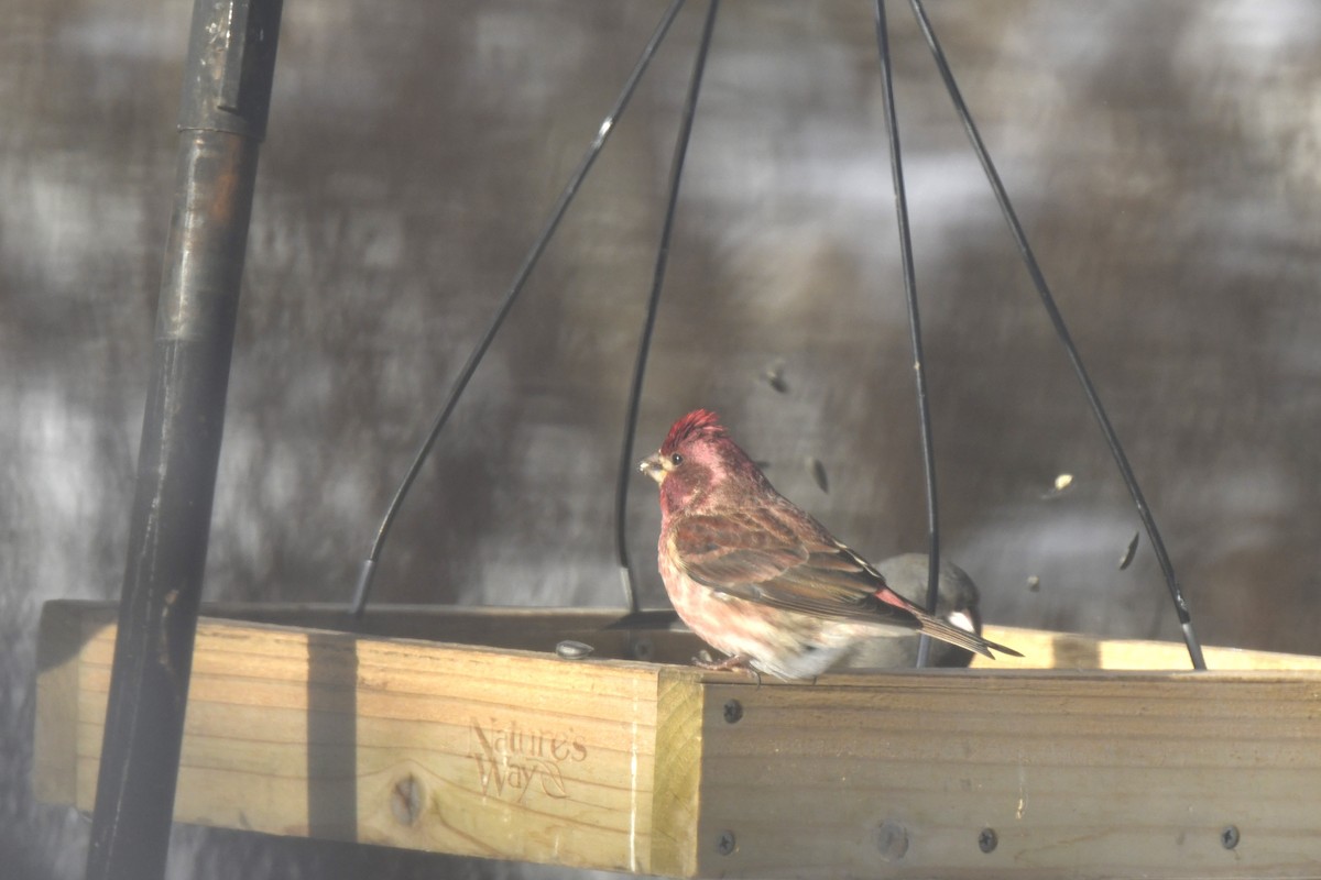 Purple Finch - ML646983394