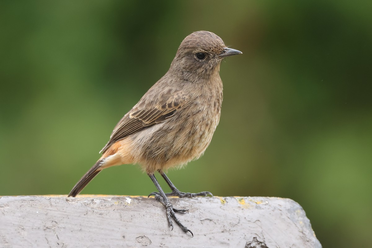 クロノビタキ - ML646983412